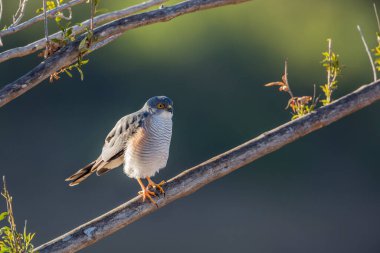 Güney Afrika Kruger Ulusal Parkı 'ndaki Küçük Atmaca Accipitridae' den Specie Ailesi Accipiter Minullus