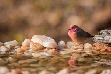 Güney Afrika Kruger Ulusal Parkı 'nda kırmızı gagalı Firefinch; Estrildidae' den Specie ailesi Lagonosticta senegala