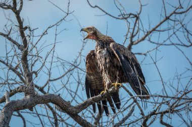 Güney Afrika 'daki Kruger Ulusal Parkı' ndaki banyodan sonra Tawny Eagle aradı.