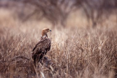 Wahlberg 'in Kartal yavrusu Güney Afrika' daki Kruger Ulusal Parkı 'nda Savanah' ta duruyor Accipitridae 'nin Specie Hieraetus wahlbergi ailesi