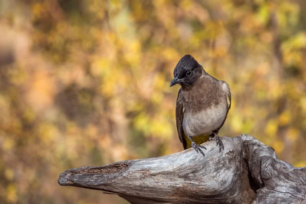 Tappo Scuro Bulbul Piedi Tronco Isolato Background Naturale Nel Parco — Foto Stock