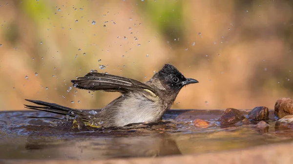 Dark Capped Bulbul Bathing Water Pond Kruger National Park South — Stock Photo, Image