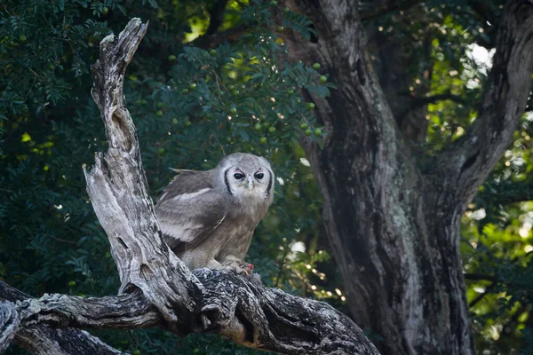 Verreaux Eagle Owl Sobre Uma Árvore Morta Parque Nacional Kruger — Fotografia de Stock