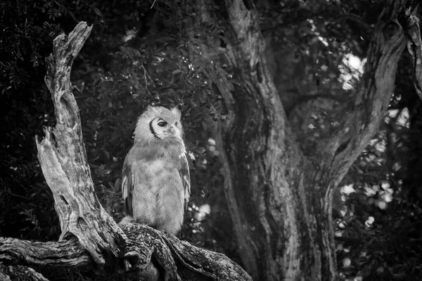 Verreaux Eagle Owl Stojący Dzienniku Świcie Parku Narodowym Kruger Republika — Zdjęcie stockowe