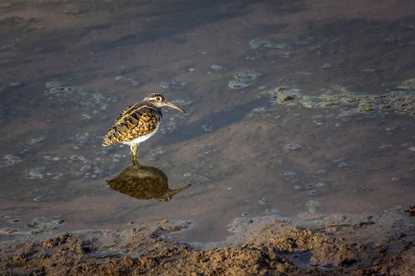 Greater Painted Snipe Kruger National Park Zuid Afrika Soort Rostratula — Stockfoto