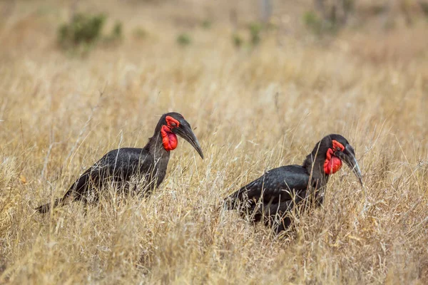 Dois Hornbill Ground Sul Andando Savana Parque Nacional Kruger África — Fotografia de Stock