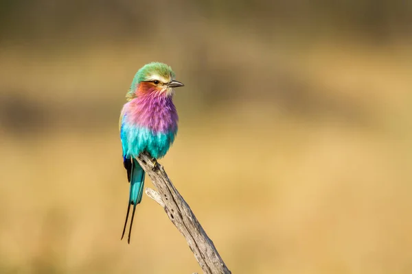 Rouleau Poitrine Lilas Isolé Milieu Naturel Dans Parc National Kruger — Photo