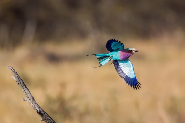 Lilac Breasted Roller Flight Isolated Natural Background Kruger National Park — стокове фото
