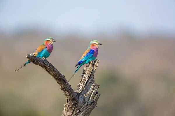 Couple Lilac Breasted Roller Standing Log Kruger National Park South — Stock Photo, Image