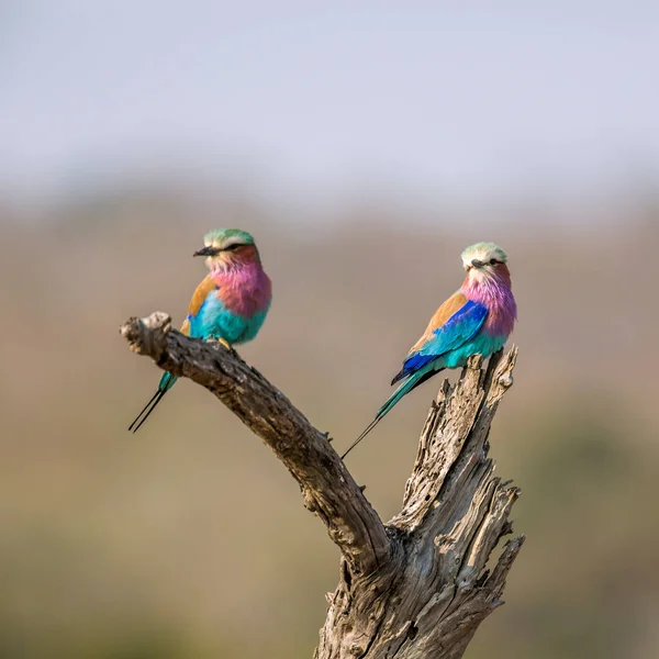 Couple Lilac Breasted Roller Standing Log Kruger National Park South — Stock Photo, Image