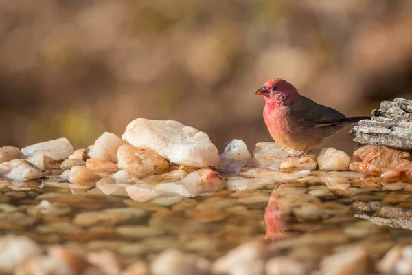 Red Billed Firefinch Kruger National Park South Africa Specie Family — Stock Photo, Image