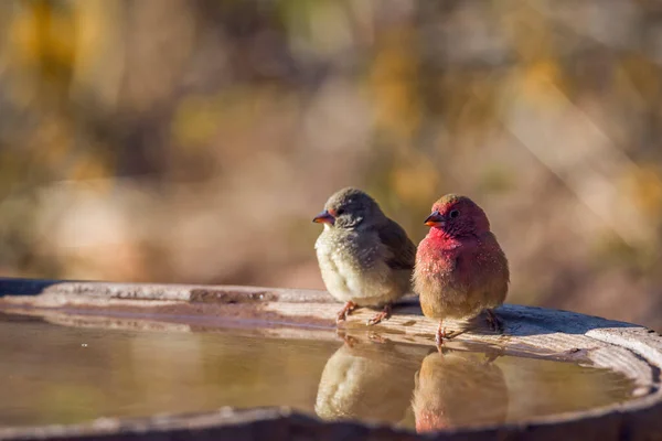 Red Billed Firefinch Kruger National Park South Africa Specie Family — Stock Photo, Image