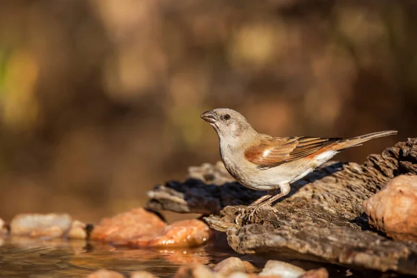 Southern Grey Headed Sparrow Drinking Water Pond Kruger National Park — Stock Photo, Image