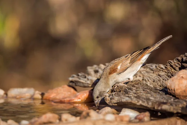 Südlicher Graukopf Sperling Trinkt Wasserteich Kruger Nationalpark Südafrika Familie Passer — Stockfoto