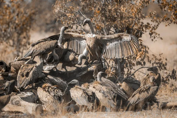 Skupina Bílých Supů Bojujících Žirafově Mršině Krugerově Národním Parku Jižní — Stock fotografie