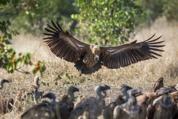 Lądowanie Sępa Białego Rozpostartymi Skrzydłami Parku Narodowym Kruger Republika Południowej — Zdjęcie stockowe