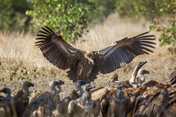 Sęp Biały Parku Narodowym Kruger Republika Południowej Afryki Gatunek Gyps — Zdjęcie stockowe