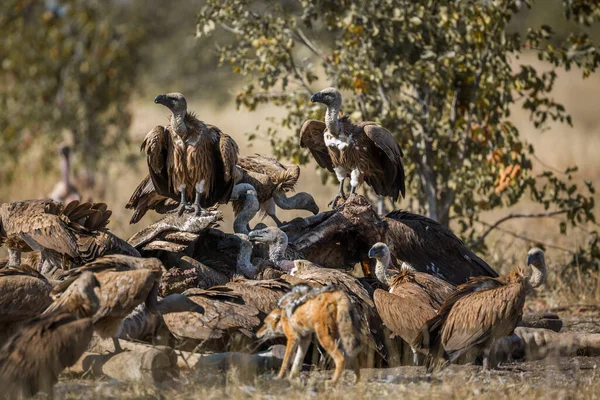 Chacal Respaldado Por Negros Buitres Respaldados Por Blancos Parque Nacional — Foto de Stock