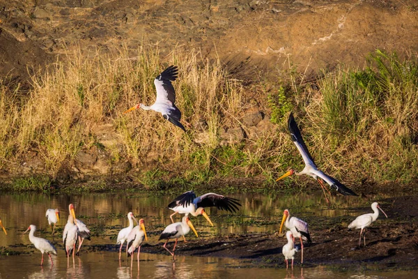 Güney Afrika Daki Kruger Ulusal Parkı Nda Şafak Vakti Sarı — Stok fotoğraf