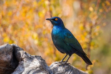 Güney Afrika 'daki Kruger Ulusal Parkı' nda sonbahar renklerine sahip bir kütükte duran Cape Glossy Starling, Sturnidae ailesini besliyor.