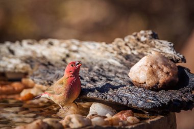 Kruger Ulusal Parkı 'ndaki su birikintisinde kırmızı gagalı Firefinch erkeği; Estrildidae' den Specie ailesi Lagonosticta senegala