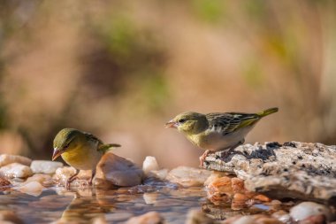 Güney Afrika Kruger Ulusal Parkı 'ndaki su birikintisinde duran iki dokumacı Ploceidae ailesinden Specie Ploceus cucullatus