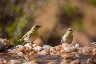 Güney Afrika Kruger Ulusal Parkı 'ndaki su birikintisinde duran iki dokumacı Ploceidae ailesinden Specie Ploceus cucullatus