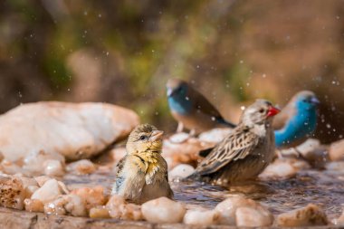 Mavi göğüslü Cordonbleu, Köy dokumacısı ve Güney Afrika Kruger Ulusal Parkı 'ndaki su birikintisinde kırmızı gagalı Quelea banyosu.