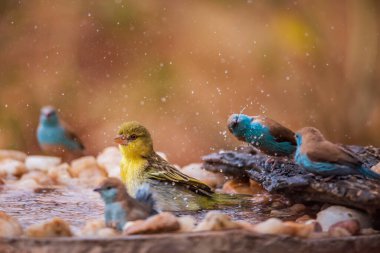 Güney Afrika 'daki Kruger Ulusal Parkı' ndaki su birikintisinde yıkanan dokumacı ve mavi göğüslü Cordonbleu; Specie Ploceus guguk kuşu ve Uraeginthus angolensis