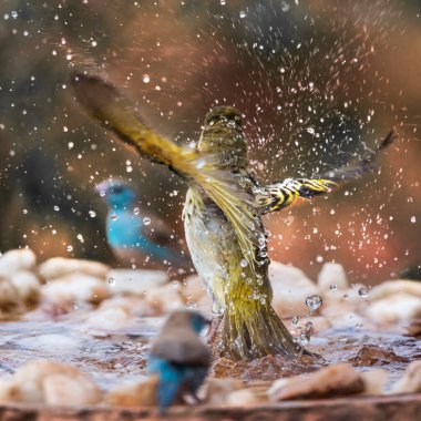 Güney Afrika 'daki Kruger Ulusal Parkı' ndaki su birikintisinden kalkan dokumacı Specie Ploceus guguk kuşu ve Uraeginthus angolensis
