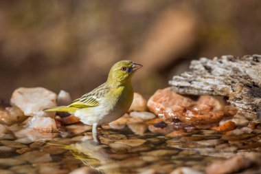 Güney Afrika 'daki Kruger Ulusal Parkı' ndaki su birikintisinde duran dokumacı Specie Ploceus cucullatus Ploceidae ailesi