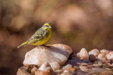 Yellow fronted Canary standing at waterhole in Kruger National park, South Africa ; Specie Crithagra mozambica family of Fringillidae clipart