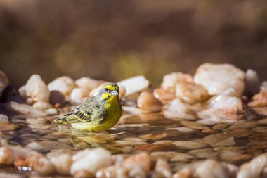 Güney Afrika 'daki Kruger Ulusal Parkı' ndaki su birikintisinde sarı yüzen kanarya; Fringillidae familyasından Specie Crithagra mozambica