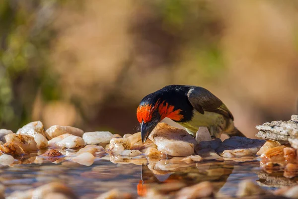 Fekete Galléros Barbet Ivás Víznyelőben Kruger Nemzeti Parkban Dél Afrikában — Stock Fotó