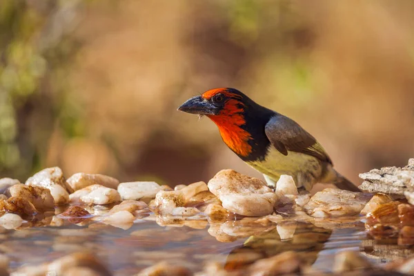 Black Collared Barbet Kruger National Park Zuid Afrika Soort Lybius — Stockfoto