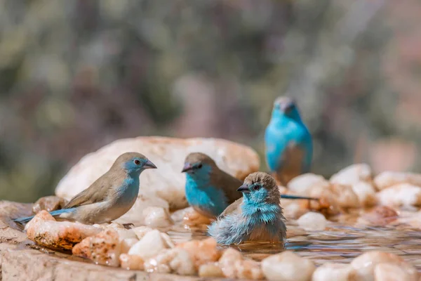 Vier Blaubrust Cordonbleu Beim Baden Einem Wasserloch Kruger Nationalpark Südafrika — Stockfoto