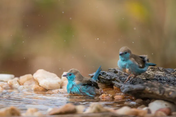 Dvě Modrá Prsa Cordonbleu Koupání Vodní Díře Kruger National Park — Stock fotografie