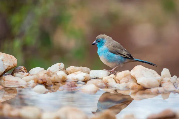 Blue Breasted Cordonbleu Standing Waterhole Kruger National Park South Africa — Stock Photo, Image