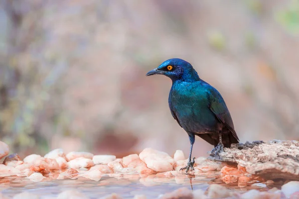 Cape Glossy Starling Álló Víznyelő Kruger Nemzeti Park Dél Afrika — Stock Fotó