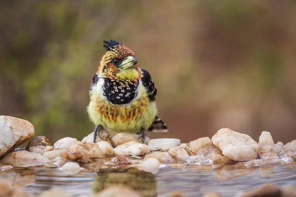 Barbet Crested Piedi Presso Pozza Acqua Nel Parco Nazionale Kruger — Foto Stock