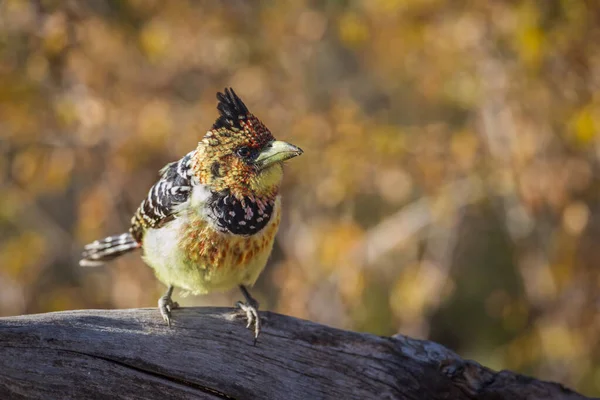 Barbet Crested Piedi Presso Pozza Acqua Nel Parco Nazionale Kruger — Foto Stock