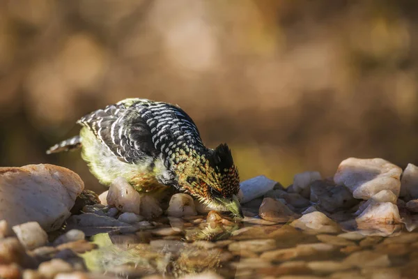 Crested Barbet Πόσιμο Στο Νερόλακκο Στο Kruger National Park Νότια — Φωτογραφία Αρχείου