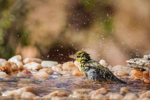 Lesser Masked Weaver Bathing Waterhole Kruger National Park South Africa — Stock Photo, Image