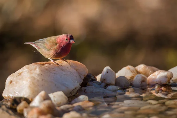 Güney Afrika Daki Kruger Ulusal Parkı Ndaki Birikintisinde Duran Kırmızı — Stok fotoğraf