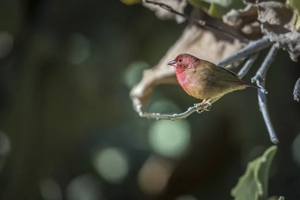 Roodbaarsvuurvink Mannetje Staand Een Tak Kruger National Park Zuid Afrika — Stockfoto