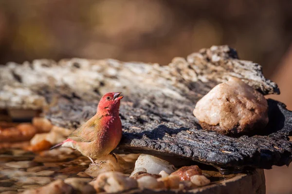 Kruger Ulusal Parkı 'ndaki su birikintisinde kırmızı gagalı Firefinch erkeği; Estrildidae' den Specie ailesi Lagonosticta senegala