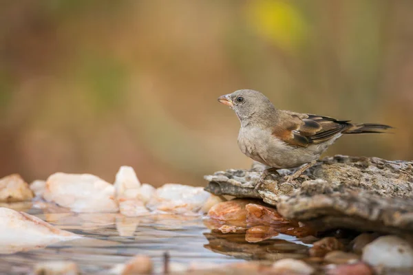 Déli Szürke Fejű Veréb Áll Víznyelő Kruger Nemzeti Park Dél — Stock Fotó