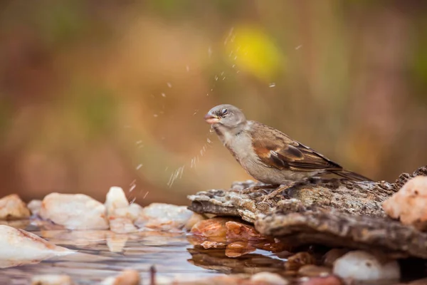 Southern Grey Headed Sparrow Schudden Het Drinken Kruger National Park — Stockfoto