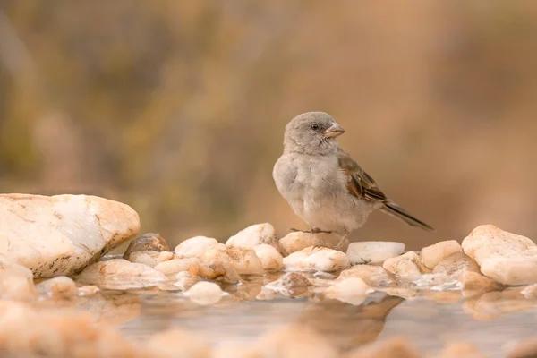 Southern Grey Headed Sparrow Standing Waterhole Kruger National Park South — Stock fotografie