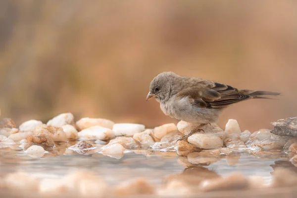 Southern Grey Headed Sparrow Standing Waterhole Kruger National Park South — Stock fotografie